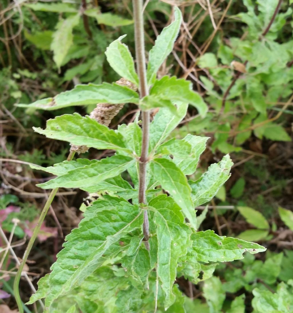 Eupatorium cannabinum (Asteraceae)